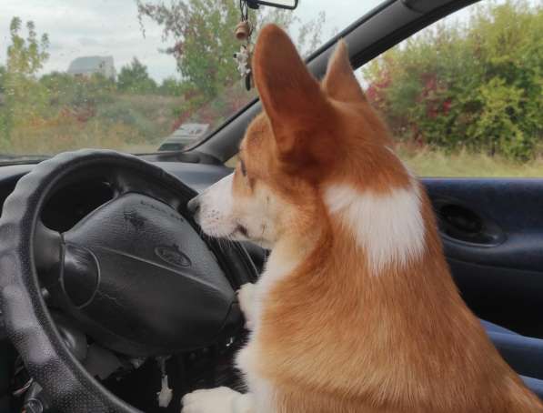 Подрощеный кобель Вельш Корги Пемброк в фото 28