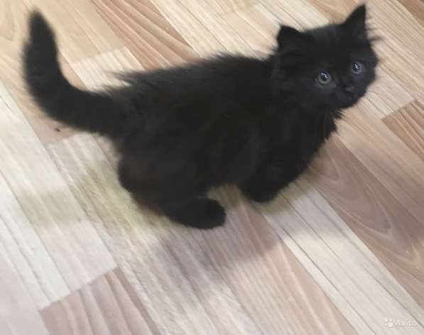 Черный сибирский в Санкт-Петербурге фото 7