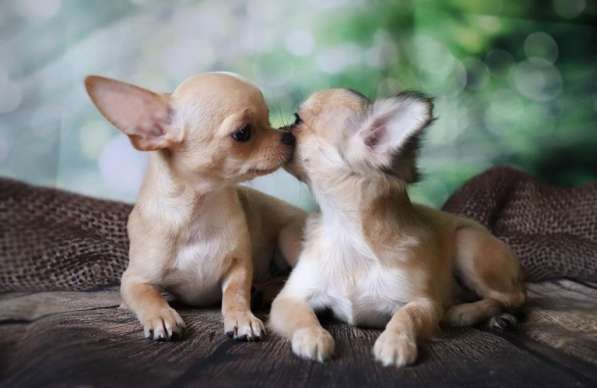 Чихуахуа щенки в Москве фото 9