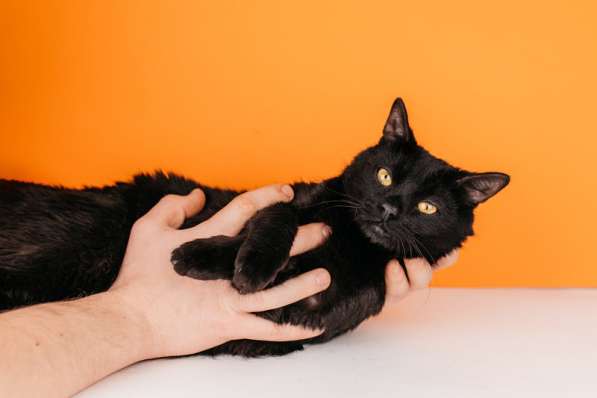 Черный молодой котейка подросток Черныш ищет дом в Москве