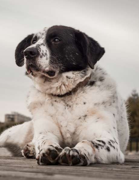 Благородный Герцог ищет семью в Москве фото 47