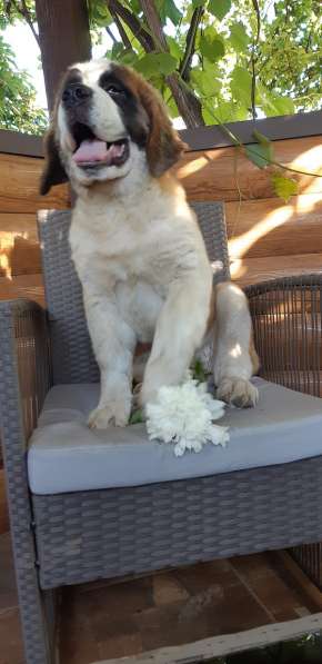 Щенки сенбернара в фото 57