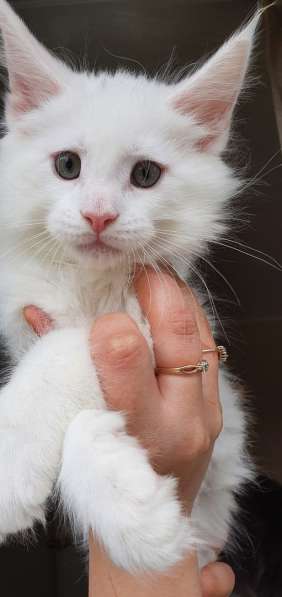 Котята Мейн-кун