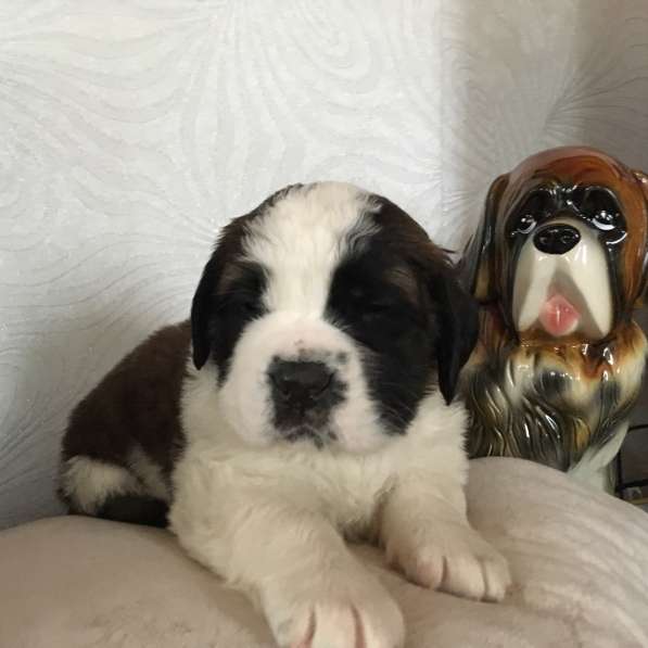 Щенки сенбернара в фото 97