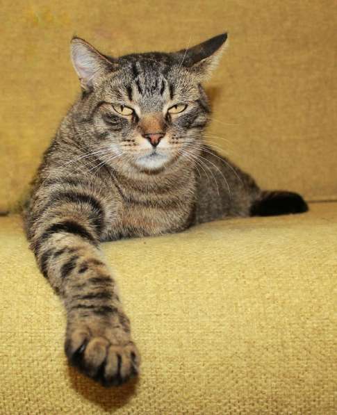 Тигран Потапыч, настоящий полосатый кот. В добрые руки в Калуге фото 6