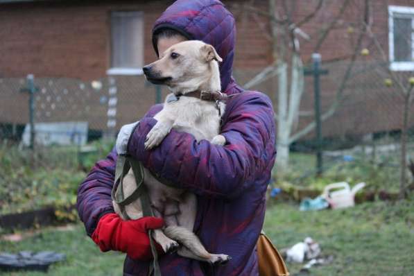 Маленькая лапочка-собачка в Санкт-Петербурге фото 14