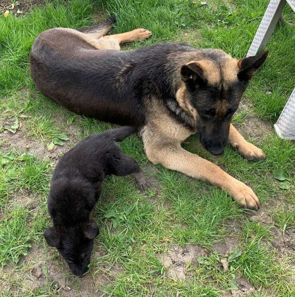 Щенки ВЕО с документами в Санкт-Петербурге фото 47