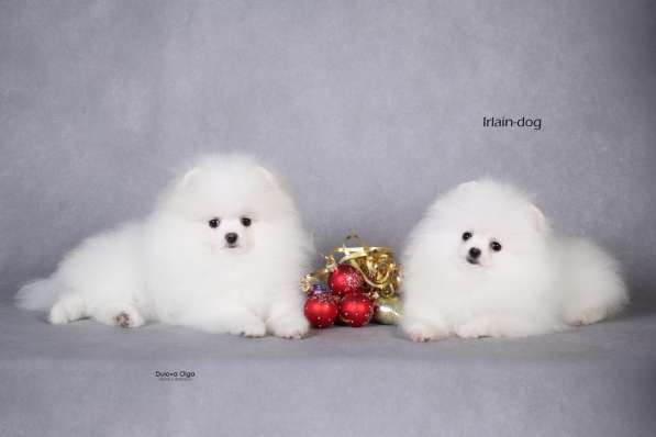 Щенки померанского шпица от Ирлайн-дог в фото 7