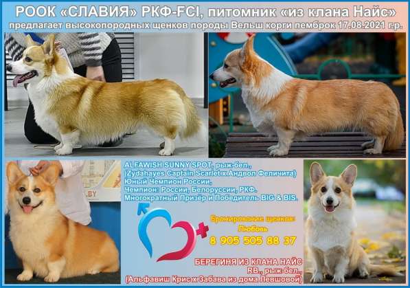 Продаются щенки корги пемброк в Москве фото 12