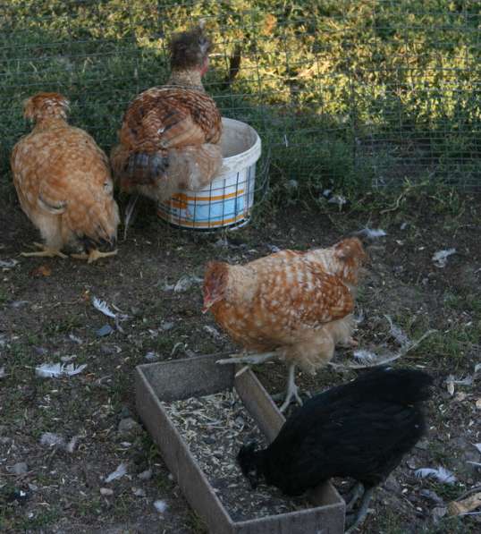 Цыплята хохлатые в Таганроге фото 5