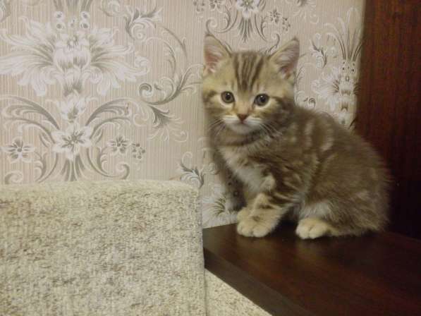 Шотландские котята в фото 3