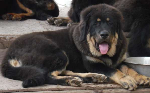 Подрощенные щенки тибетского мастифа в Ульяновске