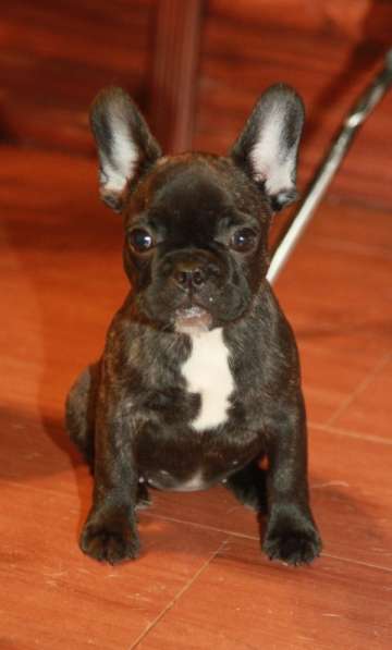 Французский бульдог в Москве фото 12