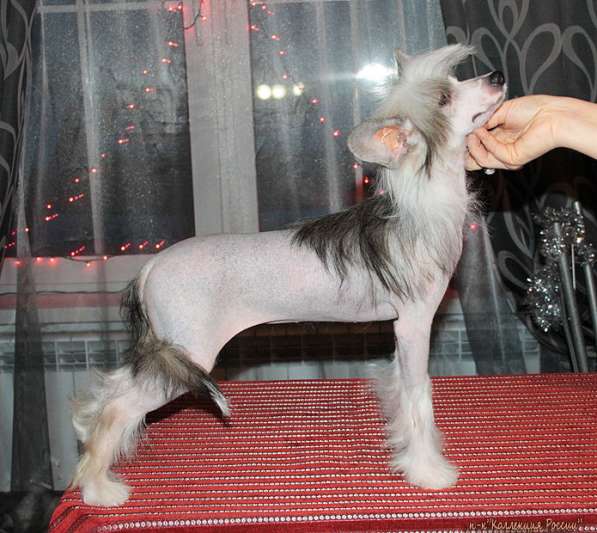 Китайской хохлатой собачки щенки, для выставок и для души в Самаре фото 5
