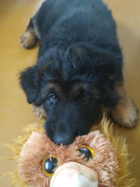 Черный щенок немецкая длинношерстная овчарка в Алуште фото 5