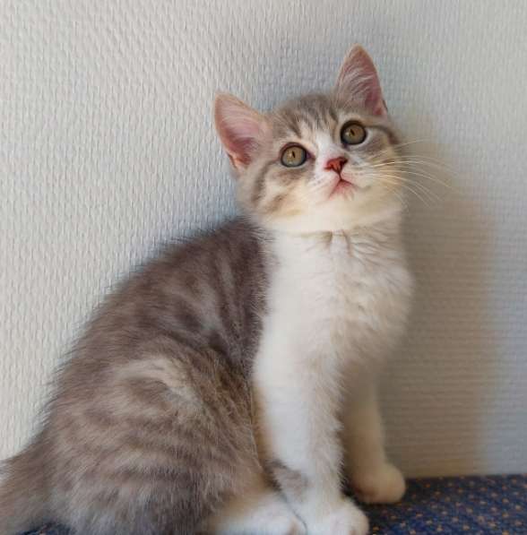 Котята Британской короткошерстной породы в фото 10