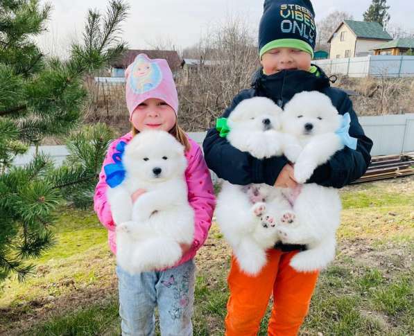 Самые красивые белоснежные щенята самоеды