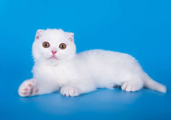 Самые белые и пушистые в Нижнем Новгороде фото 4