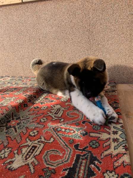 Акита в Ростове-на-Дону фото 88