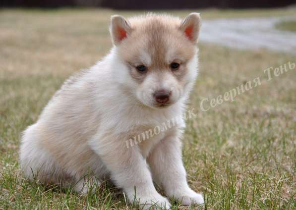 Две высокопородные девочки Хаски от Чемпионов! в Тюмени фото 29