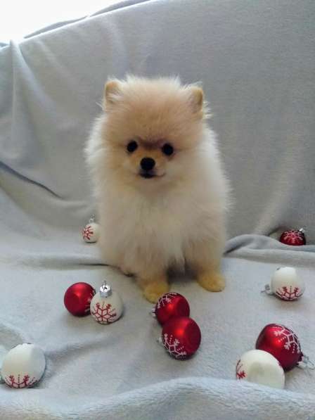 Пушистое счастье