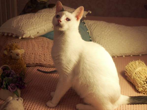 Особенный кот Тарас ищет доброе сердце! в Москве фото 7