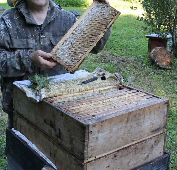 Продам качественный липовый мед в Симферополе