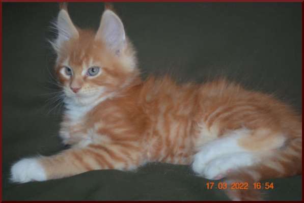 Роскошный черный котик мейн-кун из питомника в Астрахани фото 79