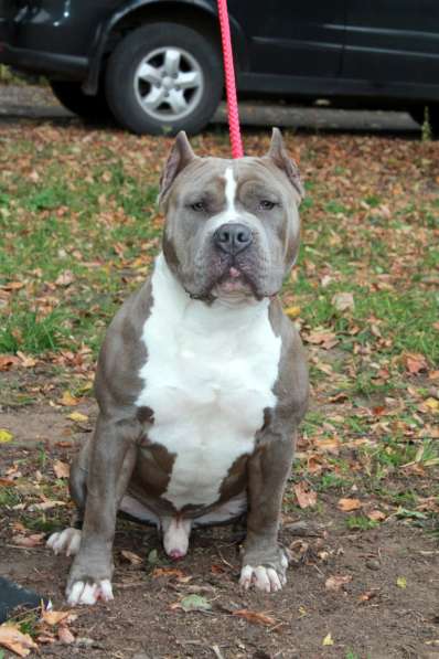 Шикарные Амстаффики мальчики и девочки ркф в Москве