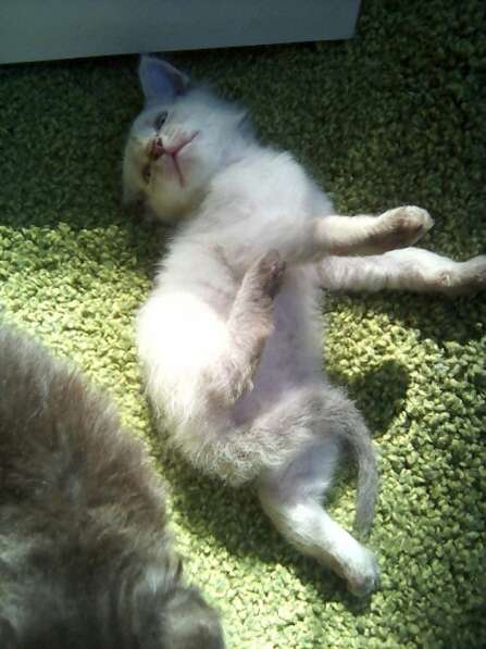 Элитный кудрявый котенок Герман-Рекс мальчик в Санкт-Петербурге фото 45