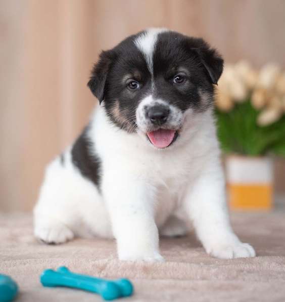 Красавцы щенки мальчики в добрые руки! в Москве фото 18