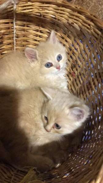 Месячные котята в добрые руки в Москве фото 9