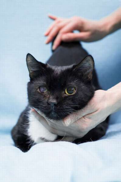 Котя ищет дом в Москве фото 7