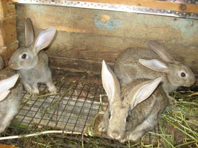 кролики мясной породы в Омске фото 3