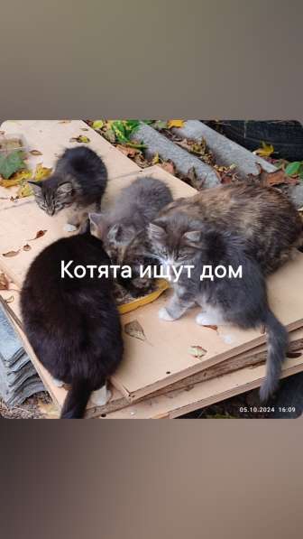 6 Котят ищут дом