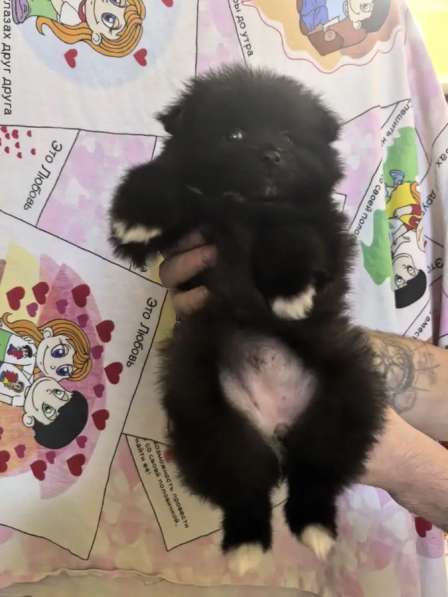 Продам щенков померанский шпиц в Пензе