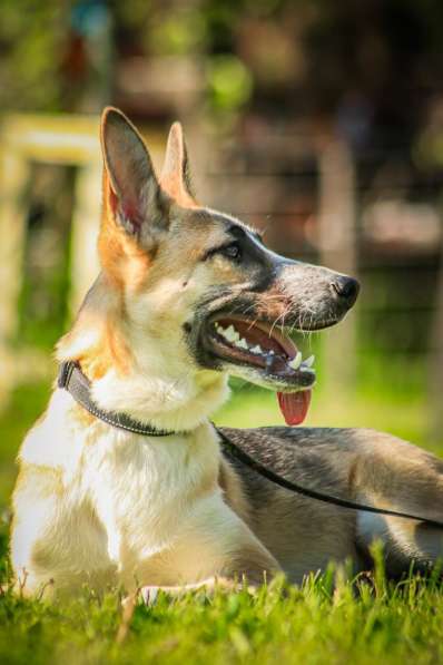 Красавчик, метис овчарки Рэкс в дар в Москве фото 5