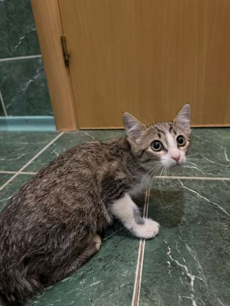 Ставрополь, котики в добрые руки в Ставрополе фото 4