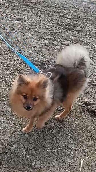 Подросший щенок в фото 4