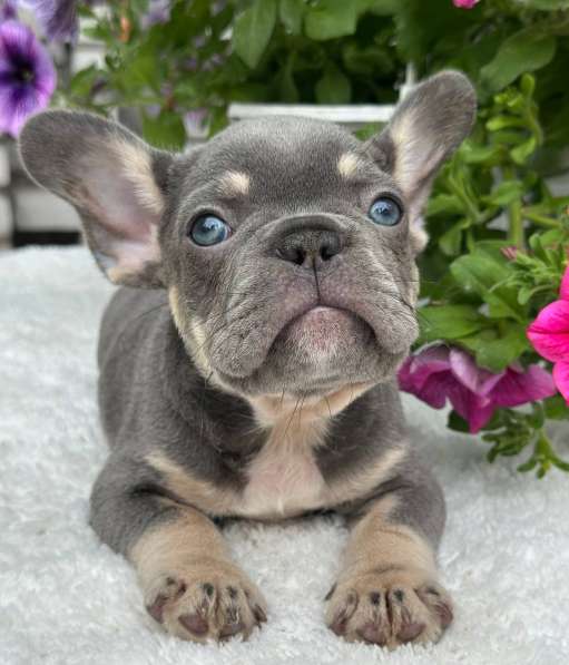 Puppies of different breeds в фото 13