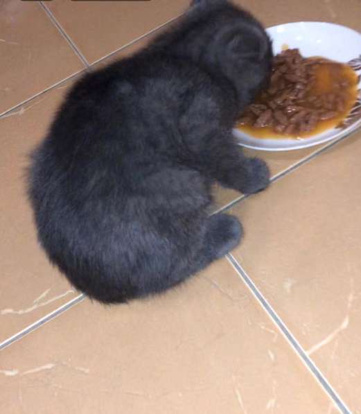 Шотландский котенок в Махачкале фото 6