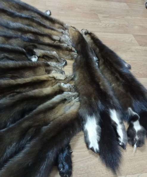 Шкуры соболя