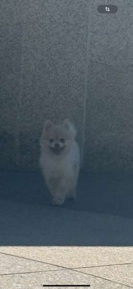 Взрослый шпиц в Калининграде