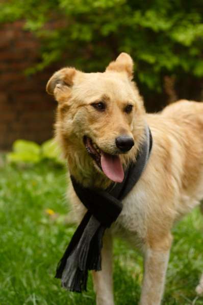 Милая игривая собака-золотинка в Санкт-Петербурге фото 4