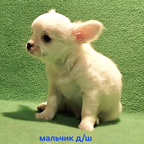 Очаровательный щенок чихуахуа в Москве фото 9