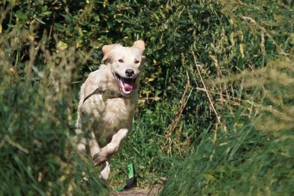 Ищет дом чудесный пес Арни в Москве фото 10