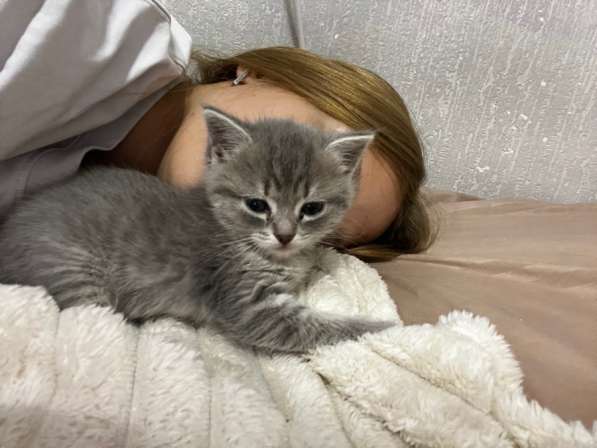Отдам котенка. девочка