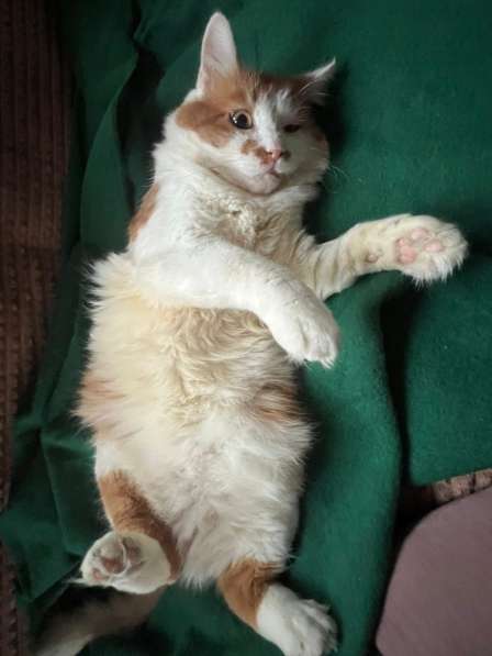 Харизматичный чеширский кот ищет дом в Санкт-Петербурге фото 7