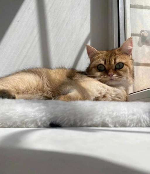 Котята, породы Британская золотая шиншила в Ставрополе фото 10