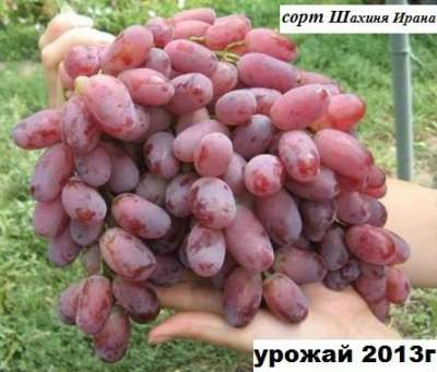Саженцы винограда от производителя-почто в Ростове-на-Дону фото 6